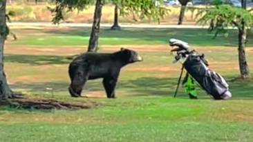 Bear runs at golfer then climbs tree at golf course in British Columbia